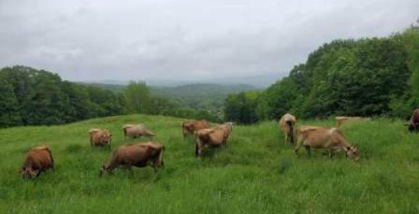 image for Cedar Mountain Farm 