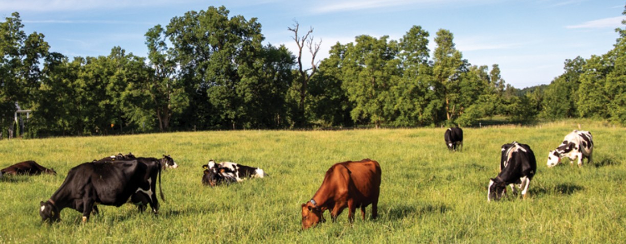 banner image for Lambarth Farms LLC