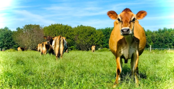 image for JRB Dairy, on Nice Farms