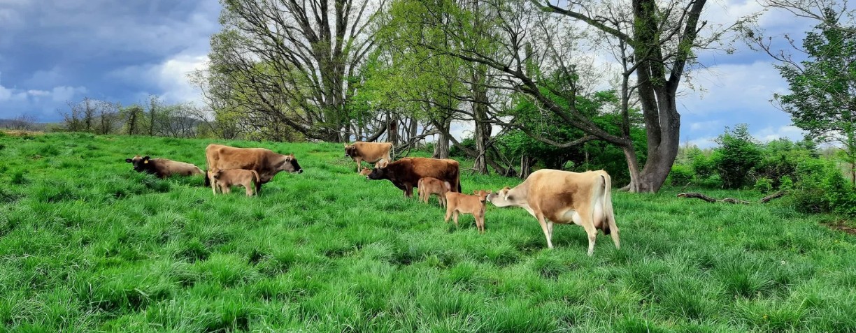 banner image for Clear Spring Creamery