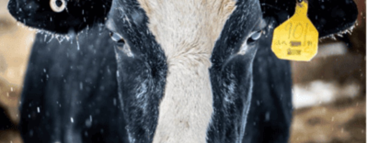 banner image for Mayday Farm 