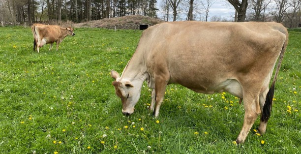 image for Sweet Grass Creamery
